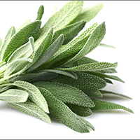 Festival et herbes